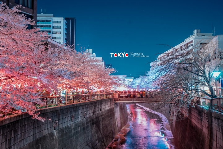 2018東京賞櫻盛宴 x Sony a7II
