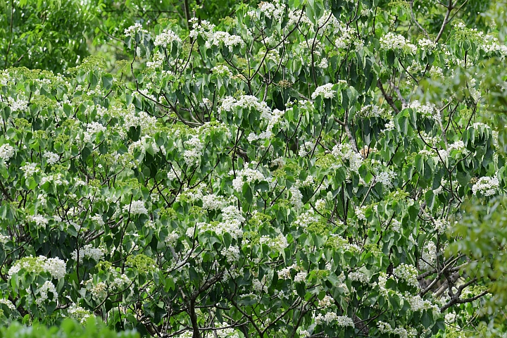 2018年的涼山油桐花正盛開