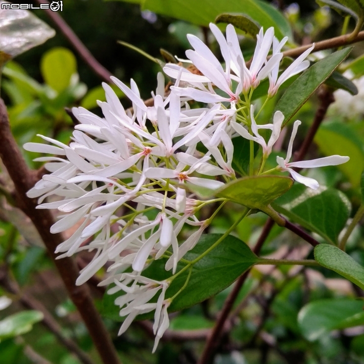 耳莢相思樹+子午蓮+流蘇花 台南市東區巴克禮公園 04/01