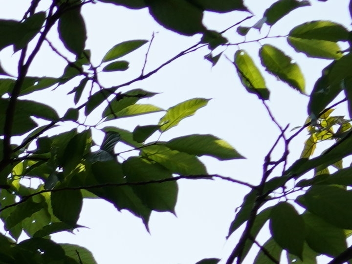 輕巧、高畫質兩者兼顧‧Zeiss Loxia 2.4/25 大光圈廣角鏡評測報告！