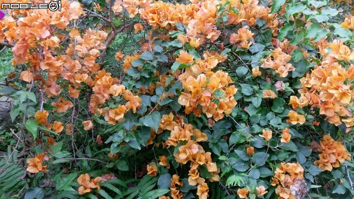 九重葛開花了
