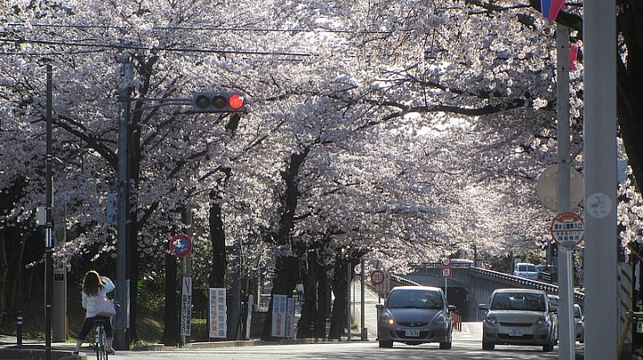 【千葉】櫻花百選之一：與百年古木「劫初の桜」的春季邂逅