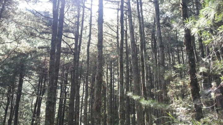 屏風山(新路)單日來回行程記錄(105/7/2)