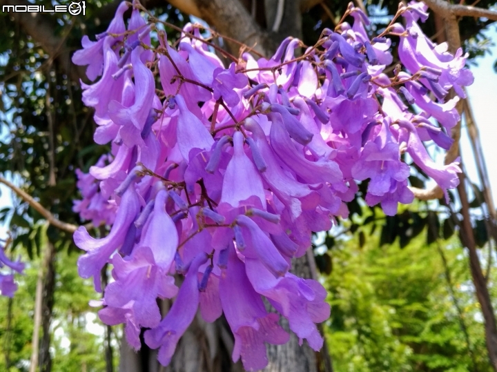 藍花楹 台南市安平區府平公園 04/01