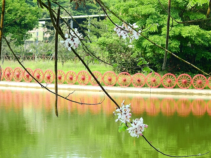 D850+600mm+1.4X天台山神威道場拍花旗木。