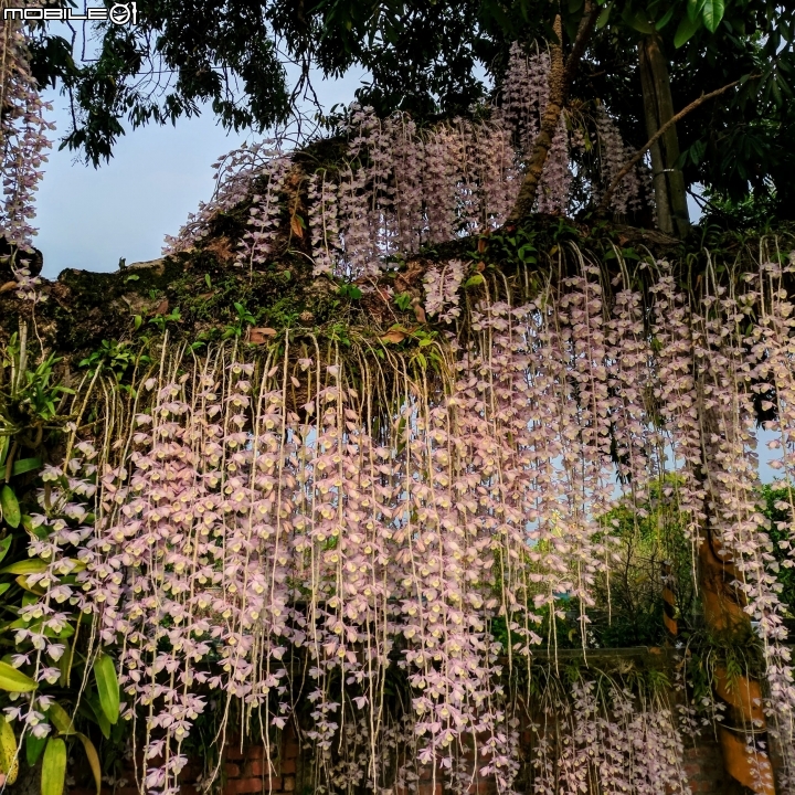 天宮石斛 台南市白河區南赤中寺 04/28