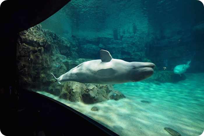 ▋日本名古屋親子自由行 ▋名古屋水族館。有點貴，但又想進去看看的水族館