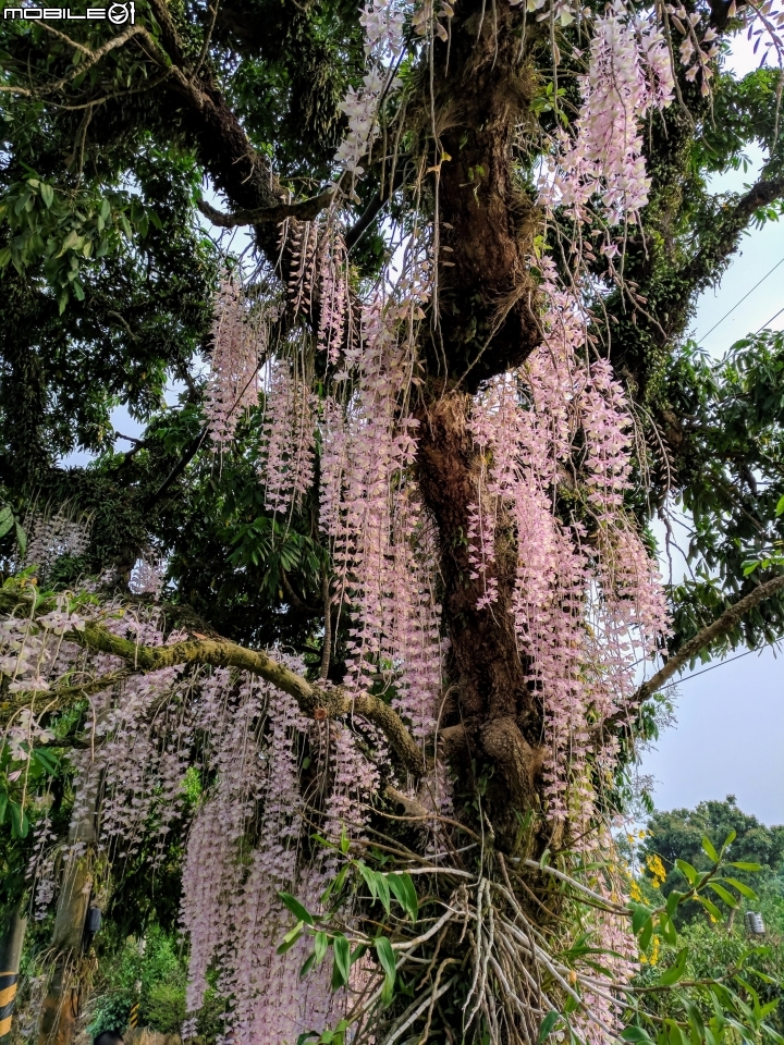天宮石斛 台南市白河區南赤中寺 04/28