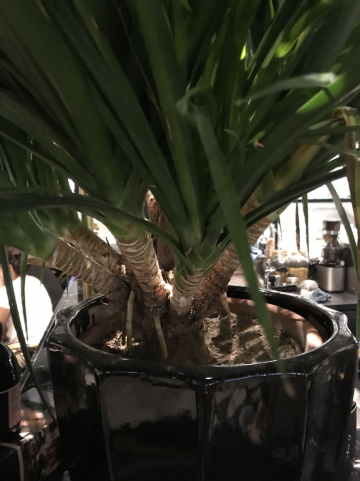 請問植物名稱（葉子類似酒瓶蘭）
