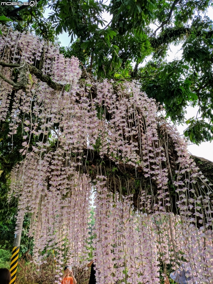 天宮石斛 台南市白河區南赤中寺 04/28