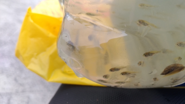 請問，這是吳郭魚苗嗎？謝謝