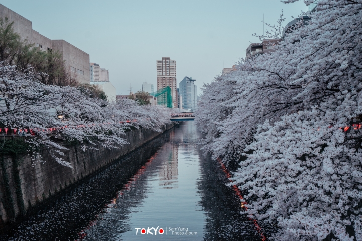 2018東京賞櫻盛宴 x Sony a7II