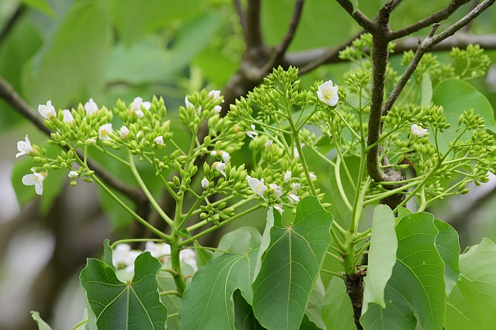 2018年的涼山油桐花正盛開