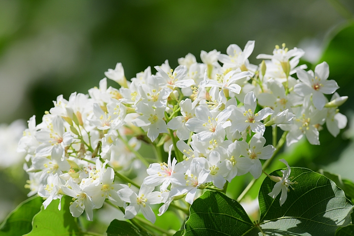 2018年的涼山油桐花正盛開