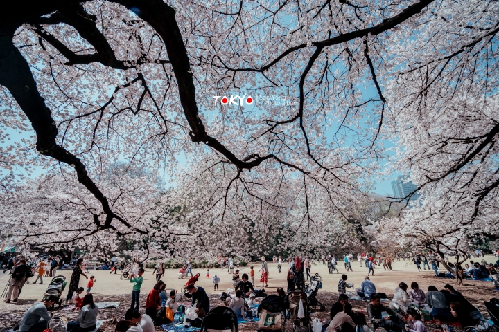 2018東京賞櫻盛宴 x Sony a7II
