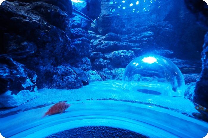 ▋日本名古屋親子自由行 ▋名古屋水族館。有點貴，但又想進去看看的水族館