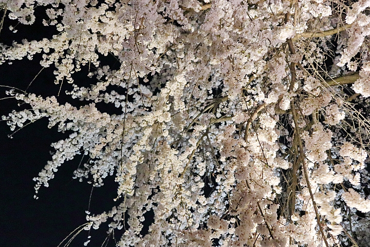 （映像分享）偶而！拋棄重量旅行吧！ feat. Canon PowerShot G1X Mark III~~~圖多字多