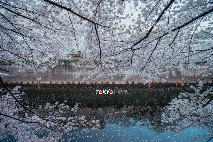 2018東京賞櫻盛宴 x Sony a7II