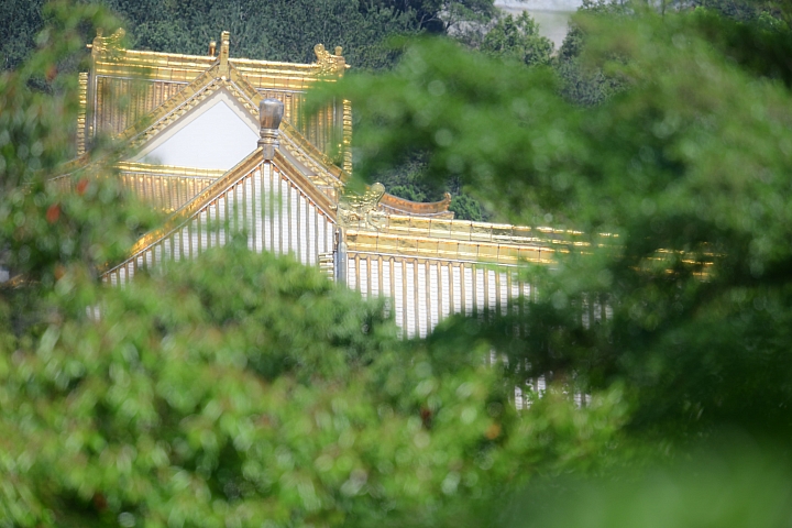 D850+600mm+1.4X天台山神威道場拍花旗木。