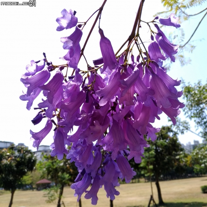 藍花楹 台南市安平區府平公園 04/01