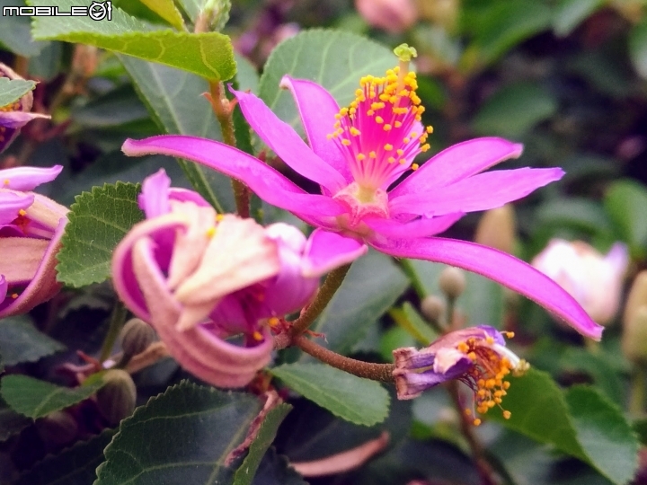 油桐花 嘉義市東區東義路幸福山丘 04/07