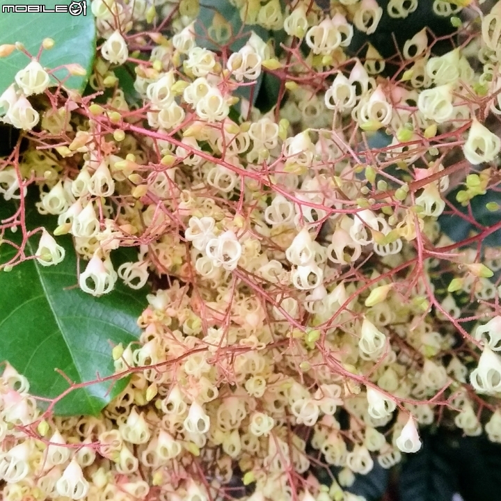 油桐花 嘉義市東區東義路幸福山丘 04/07