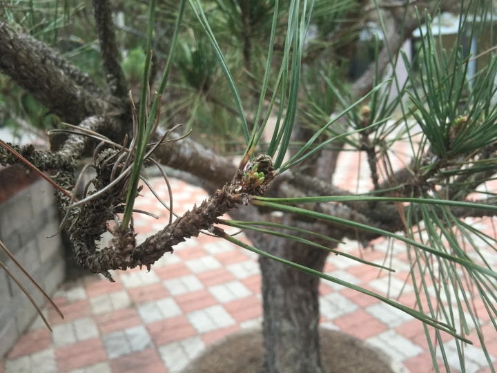 求解幾種植物名
