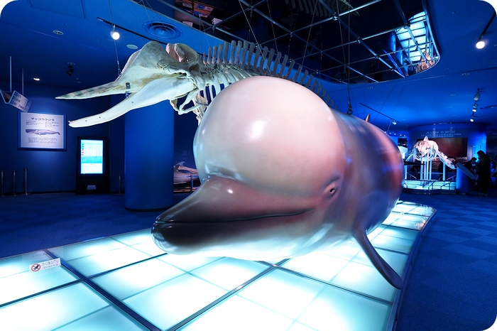 ▋日本名古屋親子自由行 ▋名古屋水族館。有點貴，但又想進去看看的水族館