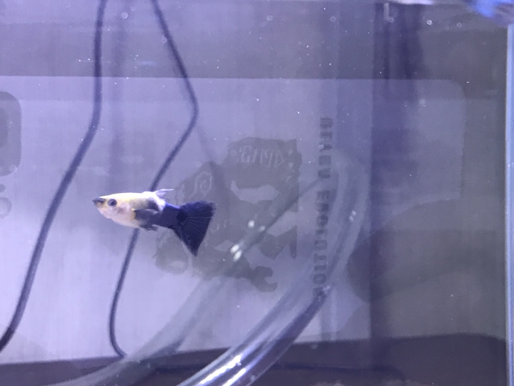養魚新手 - 孔雀魚 請問這是什麼病 ?