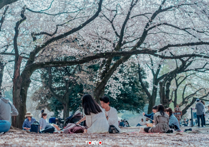 2018東京賞櫻盛宴 x Sony a7II