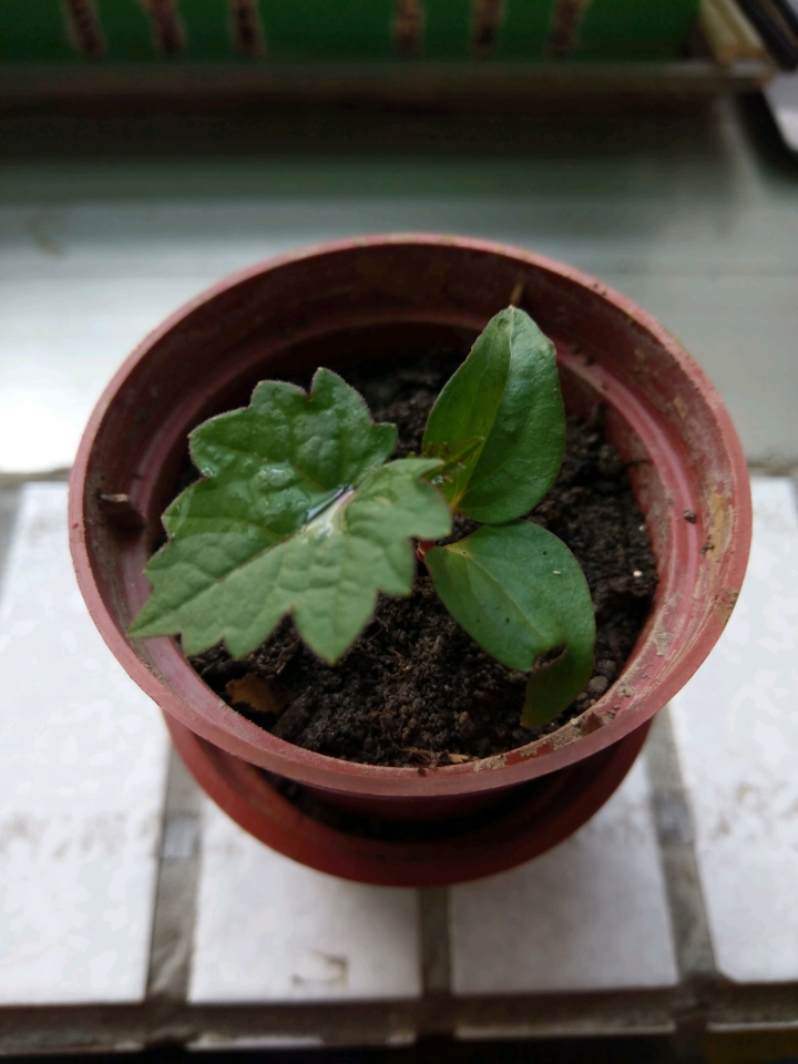 這植物名稱