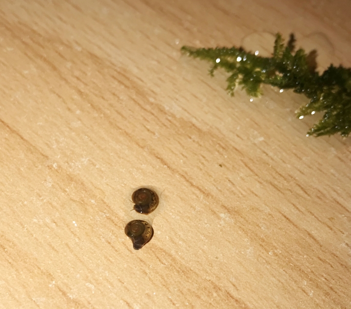 魚缸 蝸牛？螺？