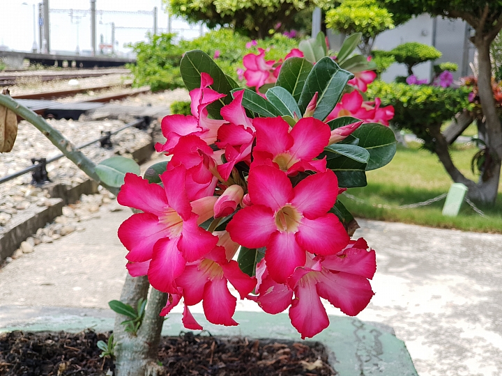 三星 S9+《旗艦雙光圈 日夜都清晰》試用體驗~(4/24更新)