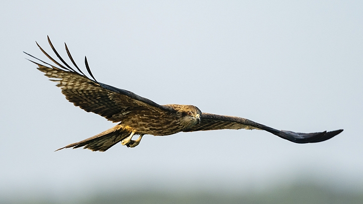 Sony A9 & Canon EF 600mm f/4L IS II USM + 1.4x III via Metabones T-Smart Adaptor Mark V