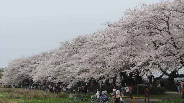 【岩手】東北必訪櫻花名所：北上展勝地