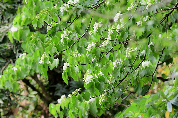 2018年的涼山油桐花正盛開