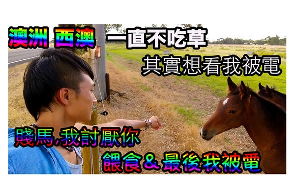 觀看文章（發現老鷹）！ 還有屍體 共三百多隻！翱翔天際！ （內有7支影片）