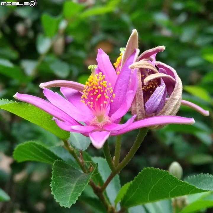 油桐花 嘉義市東區東義路幸福山丘 04/07