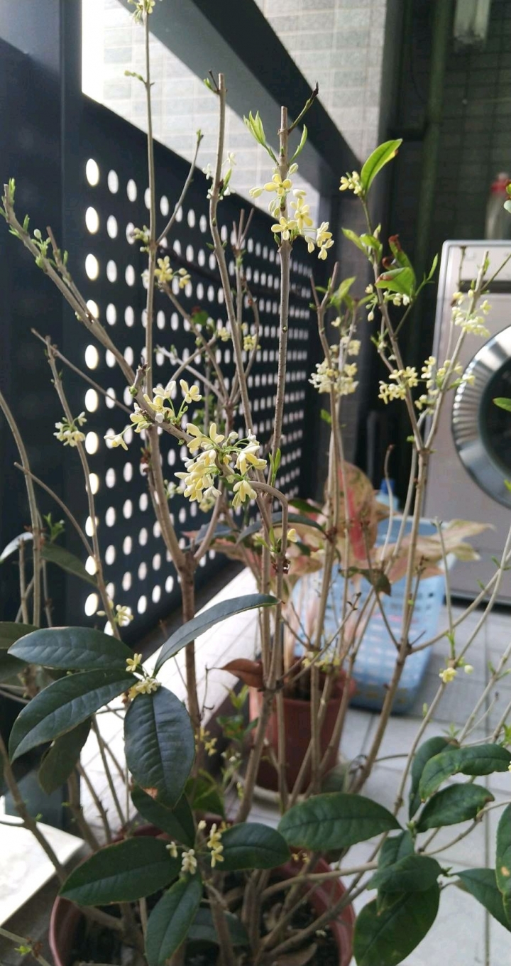 請問 桂花 怎麼了？