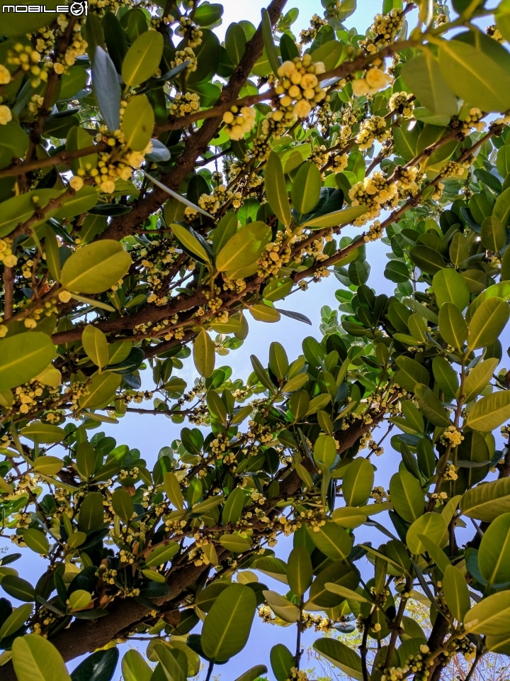 海檬果+福木+雞冠刺桐 台南市安平區億載公園 04/22
