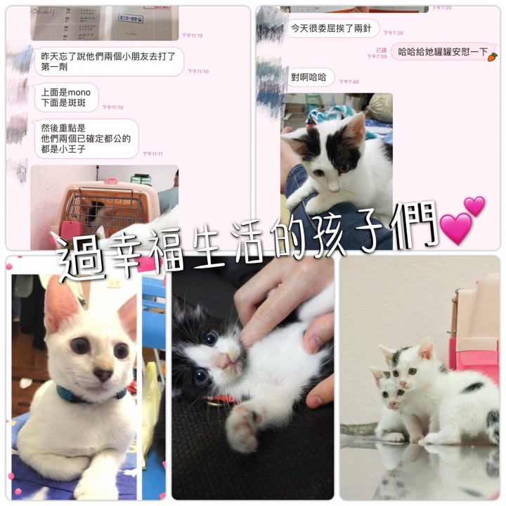萌萌幼貓徵求鏟屎官包養❤️ (已送養完畢)