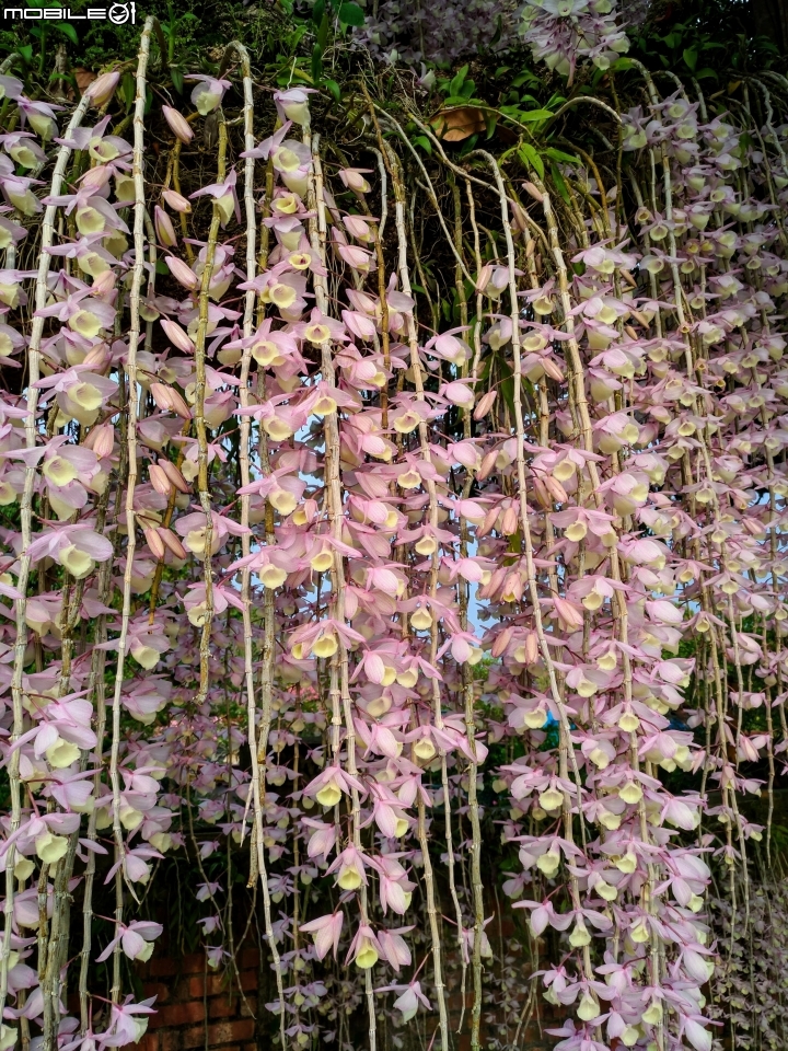天宮石斛 台南市白河區南赤中寺 04/28