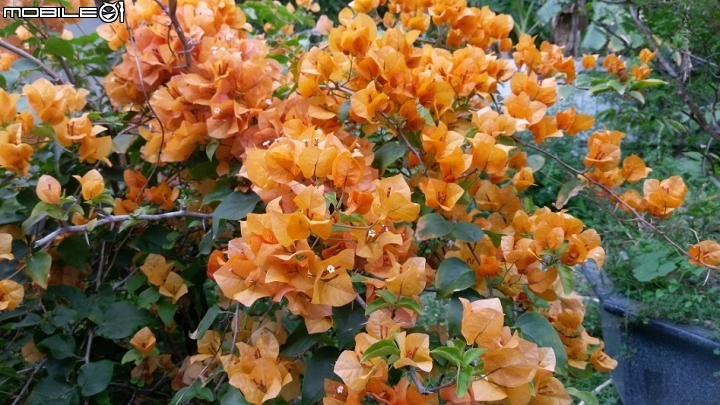 九重葛開花了
