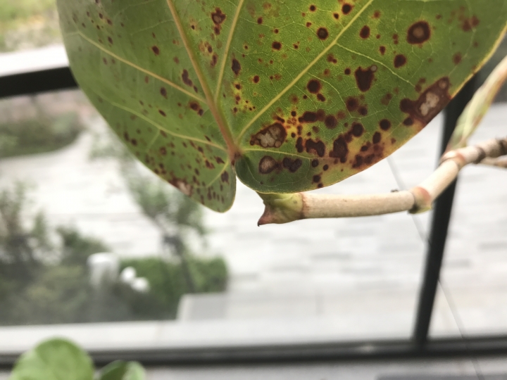 請救救我的海葡萄！