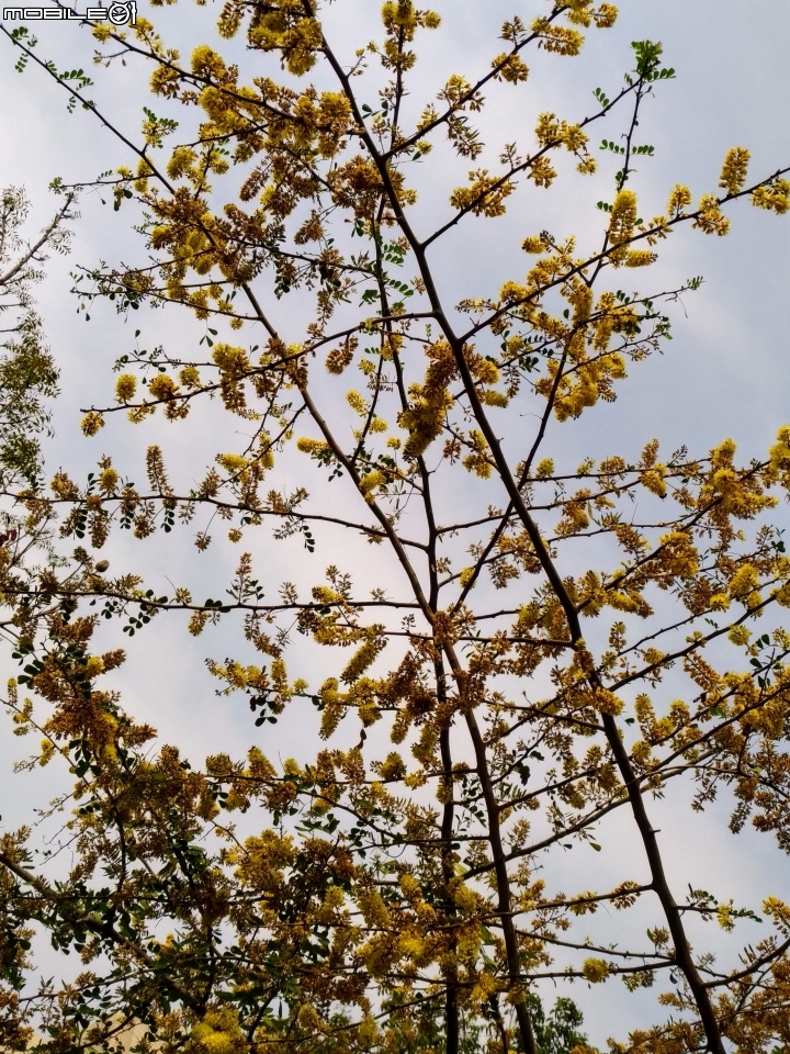 墨水樹 高雄市楠梓區七號帶狀公園 04/04