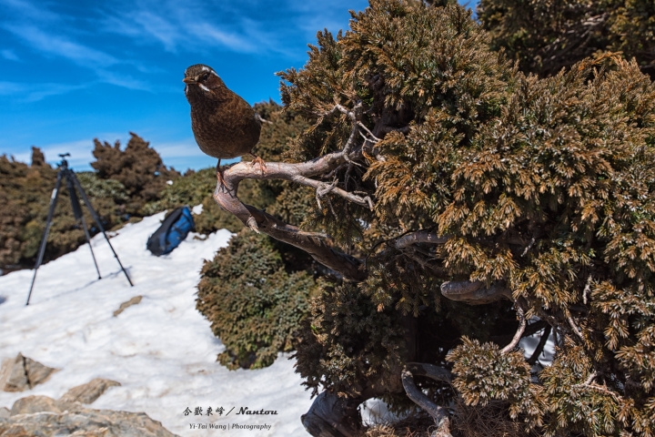 【D750】2018合歡之雪