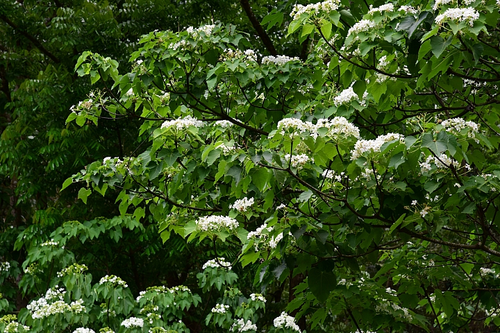 2018年的涼山油桐花正盛開