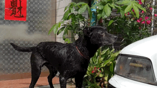 【圖片多,請慢慢欣賞】DxOMark 99高分的三星Galaxy S9+ 超強的拍攝隨身機,沒有之一