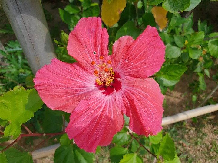 帶著Galaxy S9+ 旅遊及大量拍攝的體驗心得，文長，內含豐富多樣的照片(逆光、低光源、等等)、超慢動作及4K錄影影片