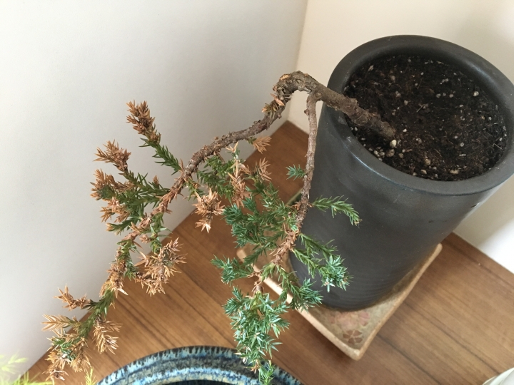 珍珠柏,葉子變黃